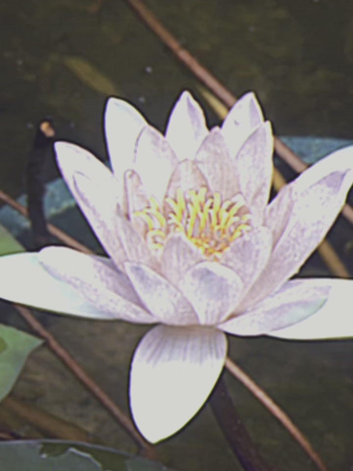 water lily in a sea plus the skateboard deck 4Msb Water Lily with tiptech